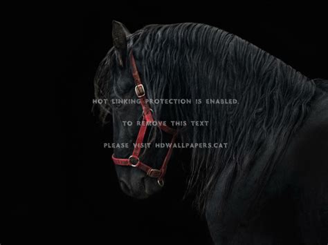 Friesian Horse Wallpaper (59+ images)