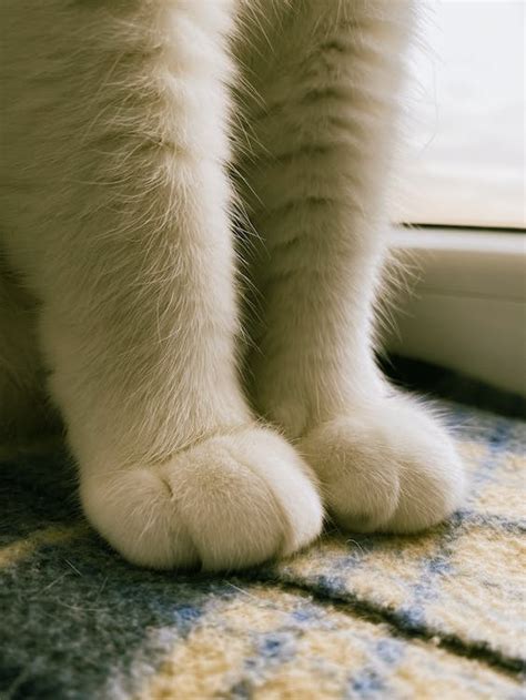 Close-up of Front Paws of a Cat · Free Stock Photo