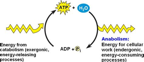 OXIDATION-REDUCTION - Welcome to Bio Stud...