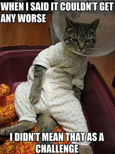 15 Hilarious Memes That Cat Lovers Everywhere Will Appreciate