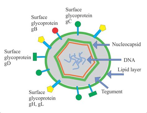 TORCH Profile – Part 3 – Herpes simplex (Herpesvirus type 1 and type 2) – Labpedia.net