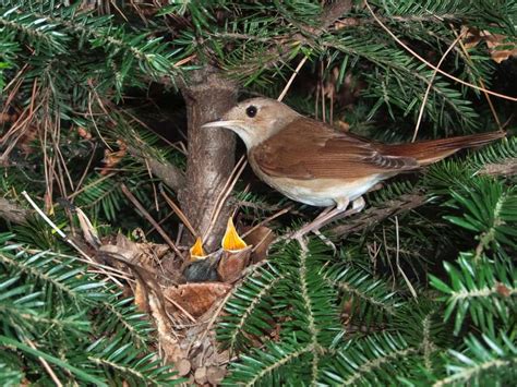 Nightingale Bird Facts (Luscinia megarhynchos) | Birdfact