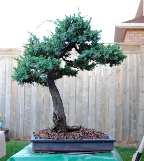 Juniperus squamata 'Blue Alps' | Bonsai Nut