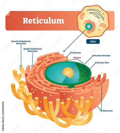 Vecteur Stock Reticulum labeled vector illustration scheme. Anatomical ...