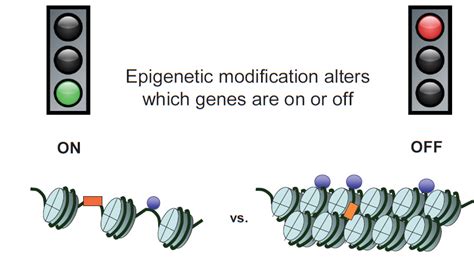 Epigenetics: How the environment influences our genes - Encyclopedia of the Environment