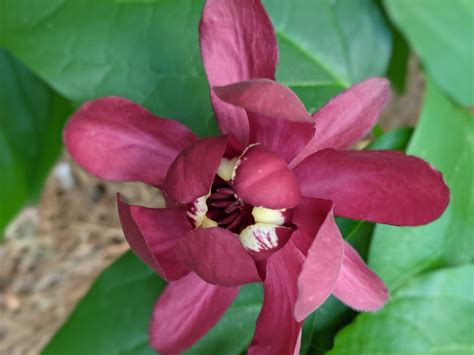 Calycanthus floridus (Bubby Bush, Carolina Allspice, Common Sweetshrub, Spicebush, Sweet Betsy ...