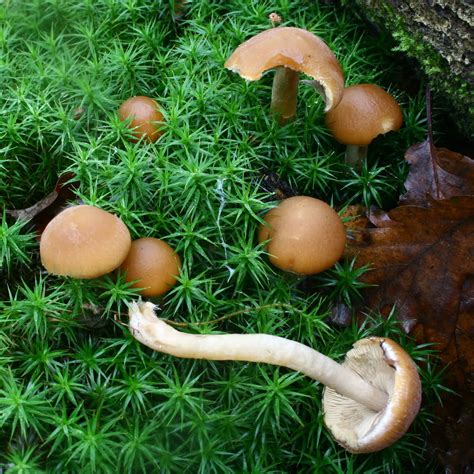 Psathyrella laevissima: The Ultimate Mushroom Guide