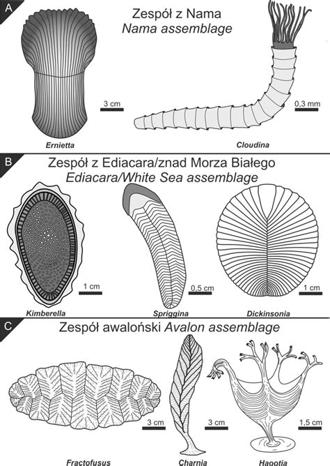 Reconstructions of typical representatives from particular Ediacaran ...