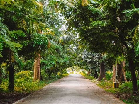 How To Visit The Great Banyan Tree In Kolkata Botanical Gardens!