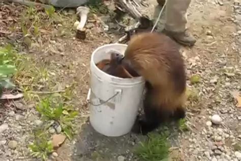 Here's a friendly Wolverine! : r/aww