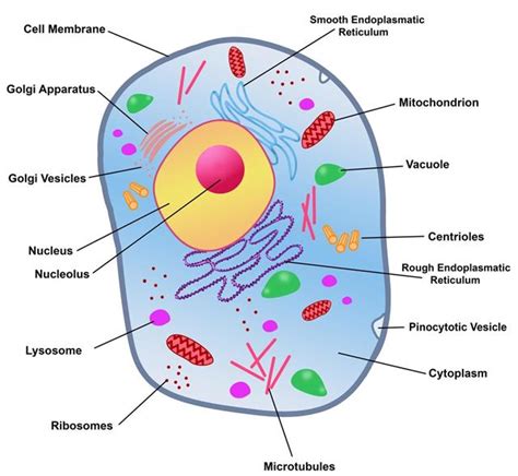 Plant Cell Rough Endoplasmic Reticulum