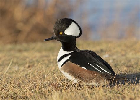 Drake Hooded Merganser Out Of The Water – Feathered Photography