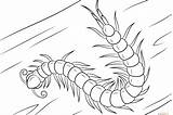 Centipede Coloring Page Coloringcrewcom Sketch sketch template