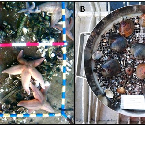 1: Examples of benthic (a) epifauna and (b) infauna. Visible epifauna... | Download Scientific ...