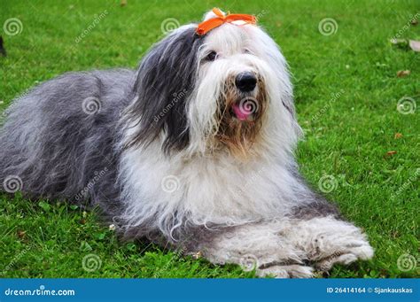 Bobtail dog stock photo. Image of outdoor, lovely, mammal - 26414164