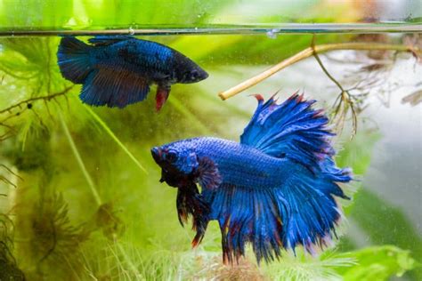 Can You Put a Male and Female Betta Together?