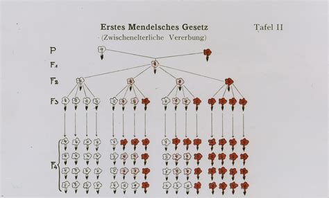 Chart illustrating Gregor Mendel's first law of heredity. - Collections Search - United States ...