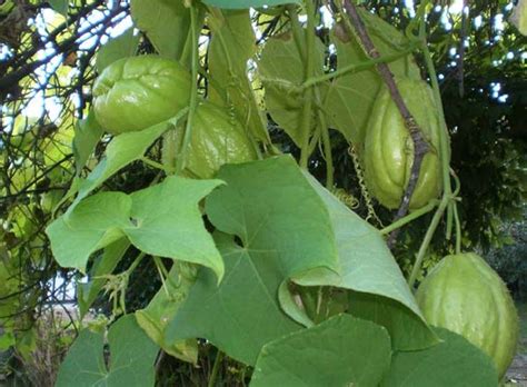 14 best Chayote Plant images on Pinterest | Plants, Plant and Vegetables