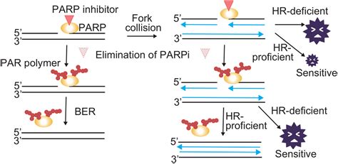 Reconsidering the mechanisms of action of PARP inhibitors based on ...