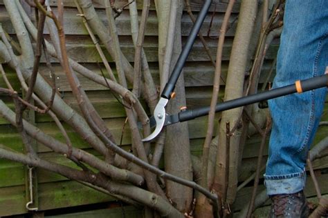 Pruning a fig tree (with pictures) | BBC Gardeners World Magazine