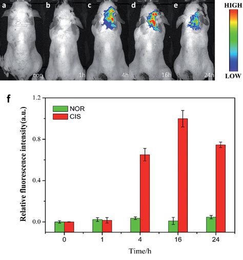 In vivo fluorescence imaging. (a–e) In vivo fluorescence imaging of ...