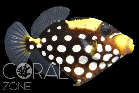 Balistoides conspicillum – Clown triggerfish juvenile – CORAL ZONE