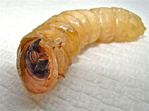 Longhorned Beetles (Cerambycidae) » Larvae & pupae - BugGuide.Net