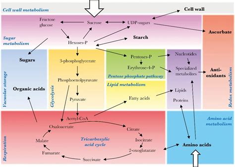 Primary metabolism as a major component of fruit growth and quality « Botany One