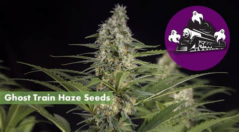 Where to Buy the Best Ghost Train Haze Seeds Online - 10Buds