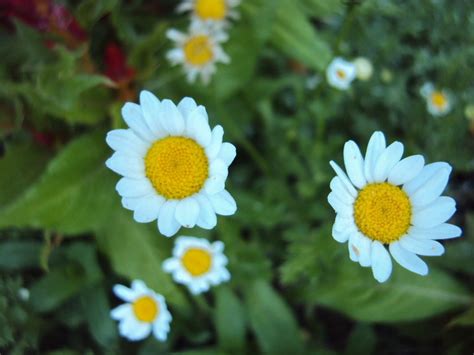 PlantFiles Pictures: Mauranthemum Species, Baby Marguerite, Snow Daisy, White Buttons ...