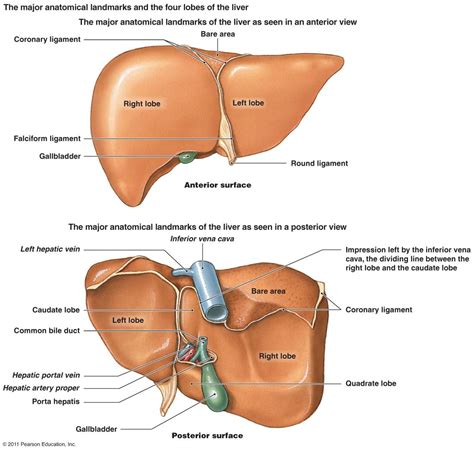 Liver Lobes Diagram Labeled | Wiring Diagram