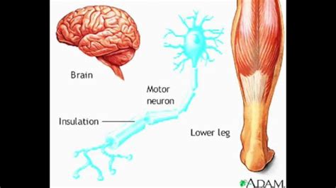 CNS and Nerve Conduction - Animation - MADE EASY | Medical videos, Human body unit, Anatomy and ...