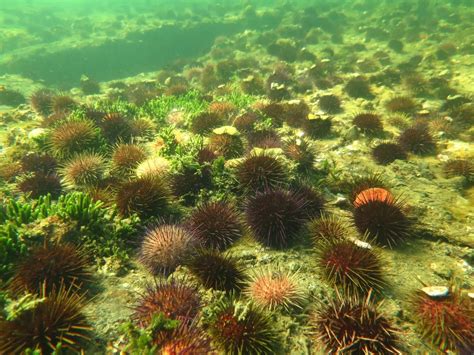 Sea urchin barrens, how to rebuild an ecosystem - Wildlife in the Balance