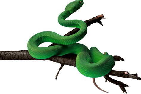 Green snake PNG image