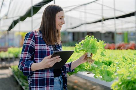 Woman Farmer Harvesting Vegetable from Hydroponics Farm. Organic Fresh ...