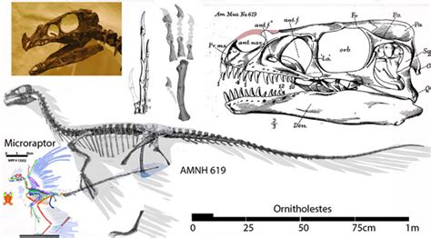 Mirischia, Ornitholestes and Sciurumimus