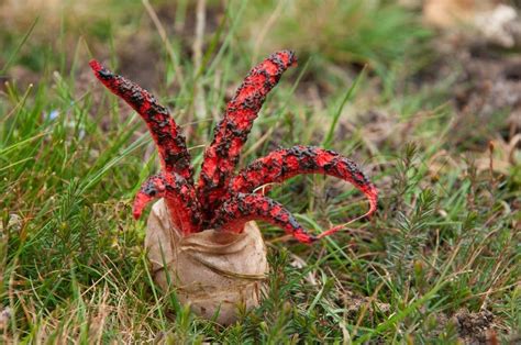 Devil’s Finger Fungus, - Charismatic Planet