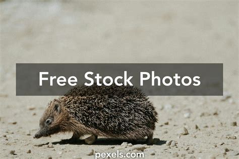 Desert Hedgehog Photos, Download The BEST Free Desert Hedgehog Stock ...