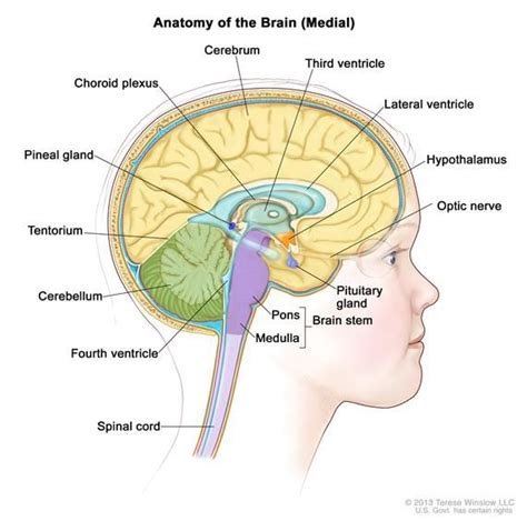 brain+ventricles | the inside of the brain showing the lateral ventricle, third ventricle ...