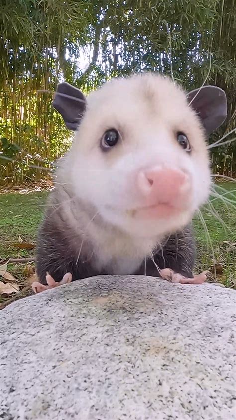 Richard the Opossum | wildlife, Ixodida, marsupial, Didelphidae | Richard is opossum-bly cute ...