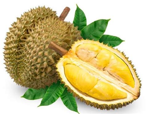 Jarang Diketahui, Inilah 5 Manfaat Buah Durian Bagi Kesehatan Tubuh ...