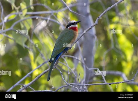 White-fronted Bee Eater Stock Photo - Alamy