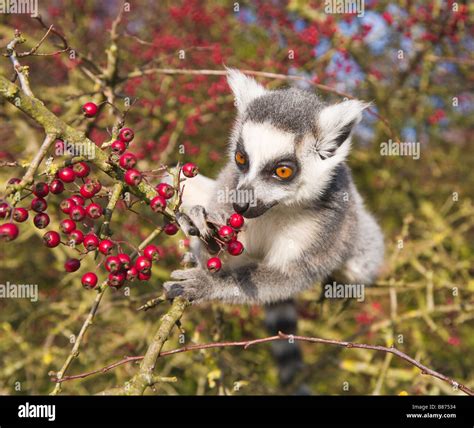 Ring tailed lemur eating berries, in captivity Stock Photo - Alamy