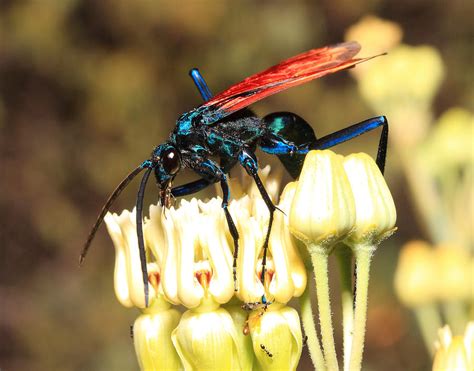 Tarantula Hawk Wasp Photograph by Old Pueblo Photography