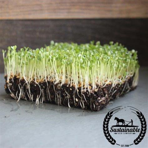 Clover Microgreens Seeds- Grow Micro Clover - 4 Oz to Bulk