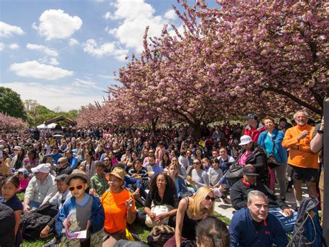 Brooklyn Cherry Blossom Festival Is This Weekend: Here's Everything You Need To Know | Park ...