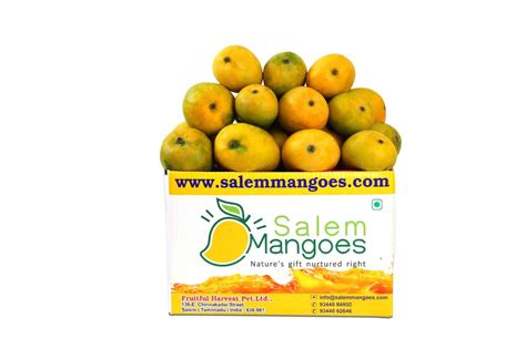 Top 5 Salem Mango Fruit Varieties in 1 Combo Box from #1 Salem Mangoes Farm