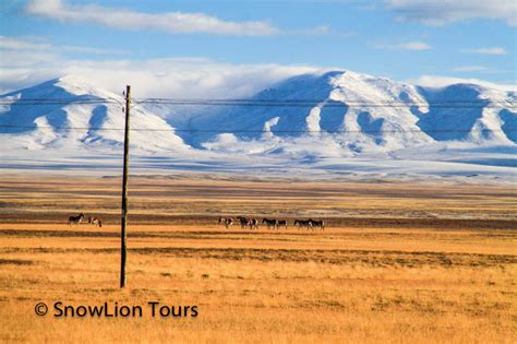 Wild animals in Tibet | Tibet Wildlife Tour | SnowLion Tours