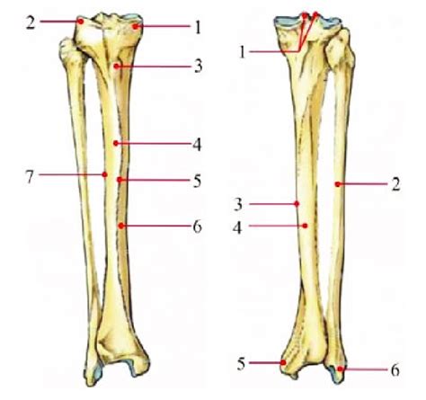 Tibia Posterior View