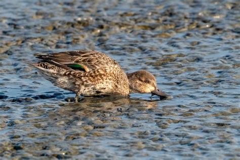 The Importance of Florida’s Ducks in the Ecosystem – Nature Blog Network